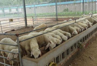 养羊的利润与成本有多少？养羊50只一年赚多少
