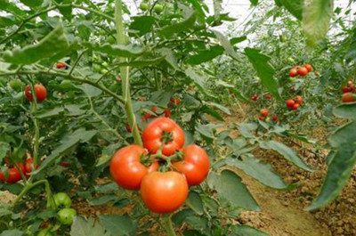 小果番茄春季种植技术要点
