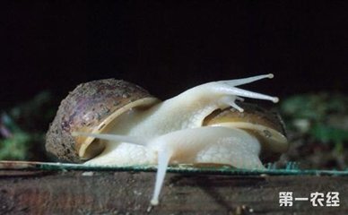 白玉蜗牛养殖技术要点