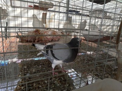 鸽子养殖场建设方法