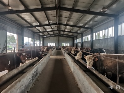规模化肉牛养殖场的建设方法