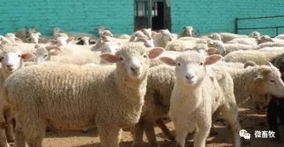 饲养羊的利润怎么样？养羊30只一年赚多少钱？