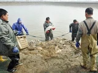 高温季节河蟹养殖技术管理要点