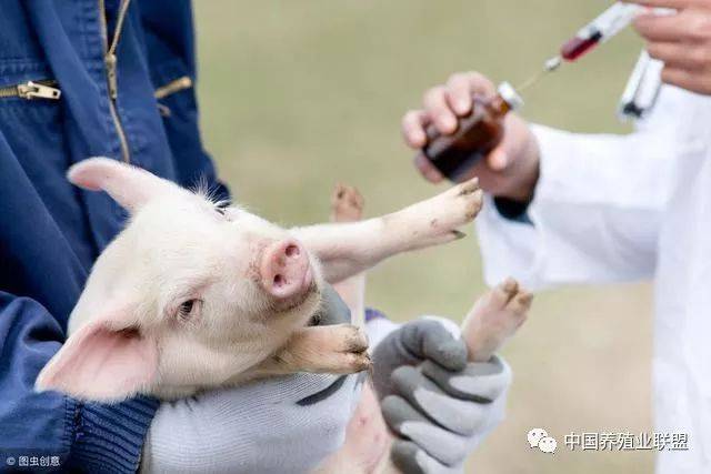 猪疫苗过敏怎么办？猪为什么会疫苗过敏？