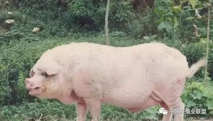 世界名猪---荣昌猪
