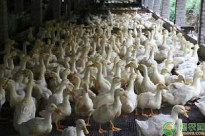 肉鸭养殖大棚怎么建？如何养好肉鸭？