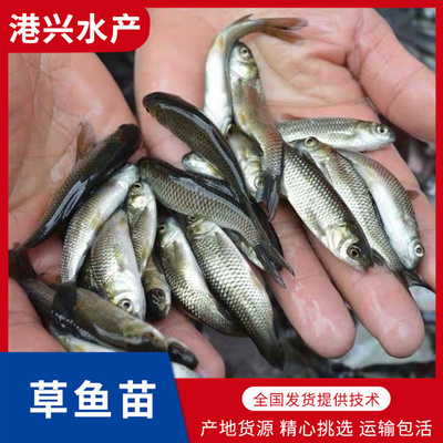 提高草鱼鱼种养殖成活率的措施