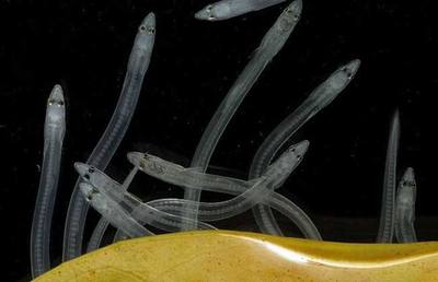 鳗鱼养殖之苗种培育与放养