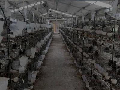 肉鸽养殖新手分享技术和设备经验