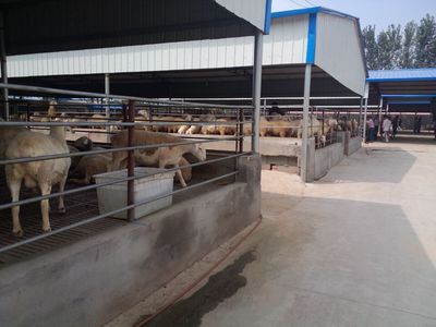 肉牛养殖场建设技术要点