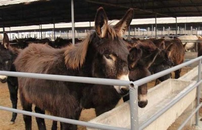 肉驴养殖场建设方法及注意事项