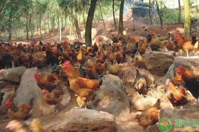 土鸡养殖成本利润：养殖1000只土鸡成本，养