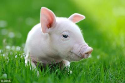 五种方法夏季养好猪