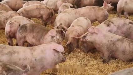 猪饲料怎么搭配 喂猪长得快？