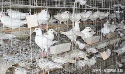 肉鸽养殖前有关引种的观点(二)