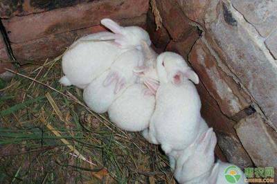 养殖兔子需要注意的几个事项（新手必知）