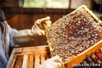 冬季养殖蜜蜂需补充养蜂知识，养蜂技术和注意事