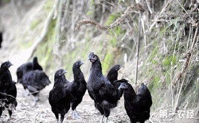 五黑鸡养殖效益如何?怎么养?