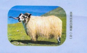 藏羊是什么羊？藏羊品种有哪些？