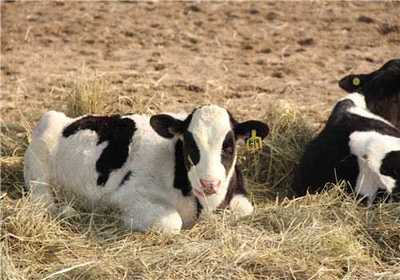 养殖奶牛赚钱吗？前景如何？
