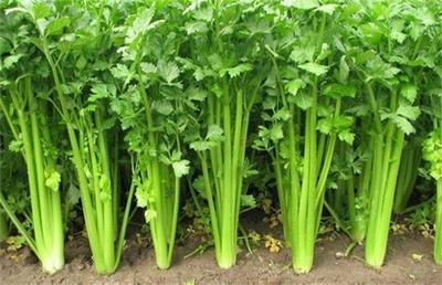 冬季芹菜栽培技巧 芹菜应该怎么养殖