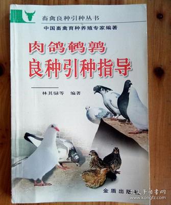 肉鸽养殖前有关引种的观点(一)