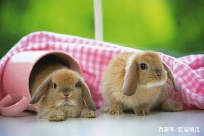 荷兰垂耳兔寿命多长？影响垂耳兔寿命的因素有哪