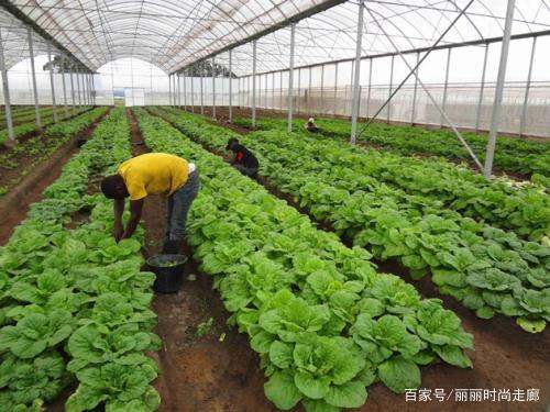 秋季大白菜高产种植方法 大白菜应该怎么养殖