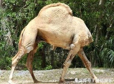 骆驼有几个胃？每个胃都有什么功能？
