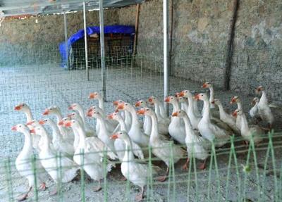 白鹅养殖成本与利润怎么样？白鹅养殖前景如何？