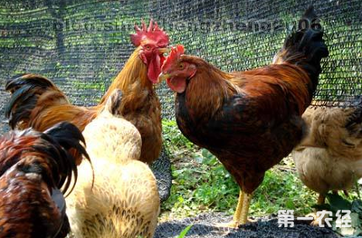 如何让发病蛋鸡快速恢复生产性能？