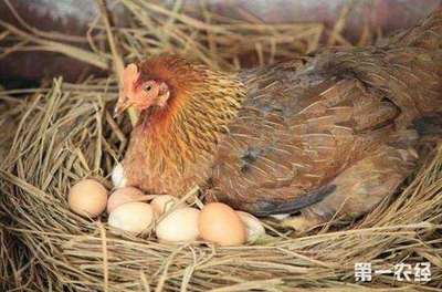蛋鸡的产蛋强度和产蛋周期