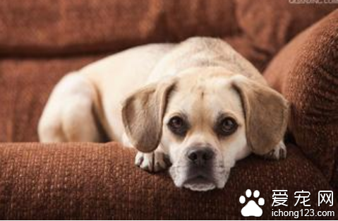 怎么能不让狗狗上沙发 训练狗儿不要爬家具