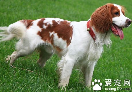 史宾格犬的训练方法 可用诱导和强迫的方法