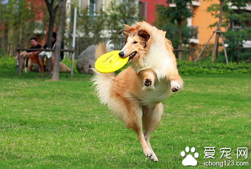 飞盘狗训练  训练狗狗切记不能对它打骂