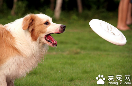 狗狗训练  狗狗的训练切记不能对它打骂