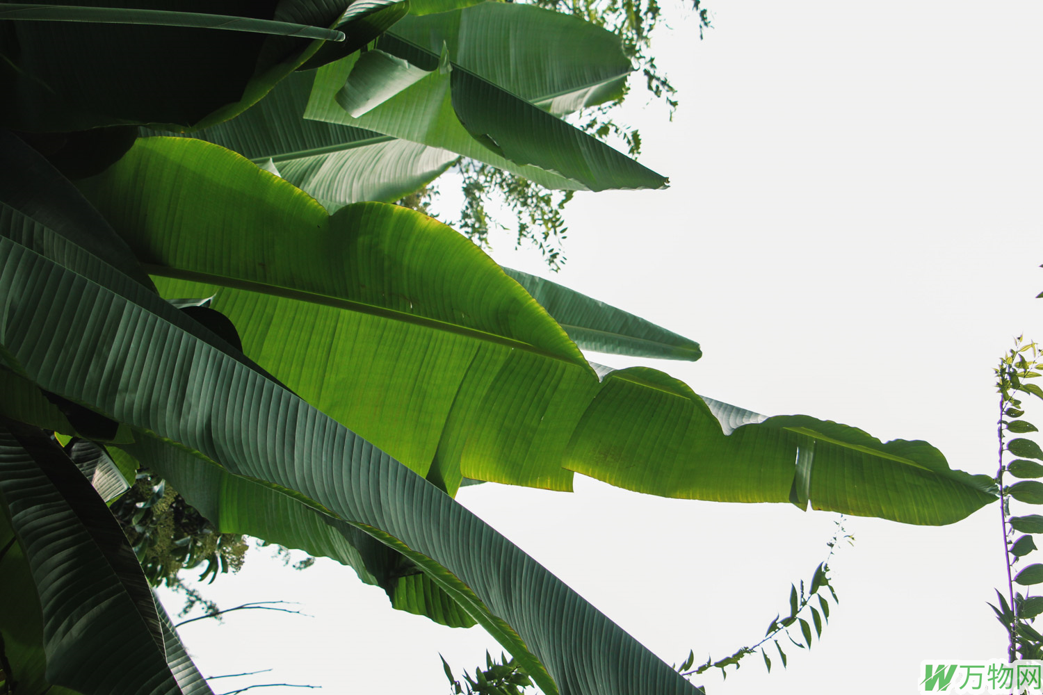 芭蕉树的特点和生长环境