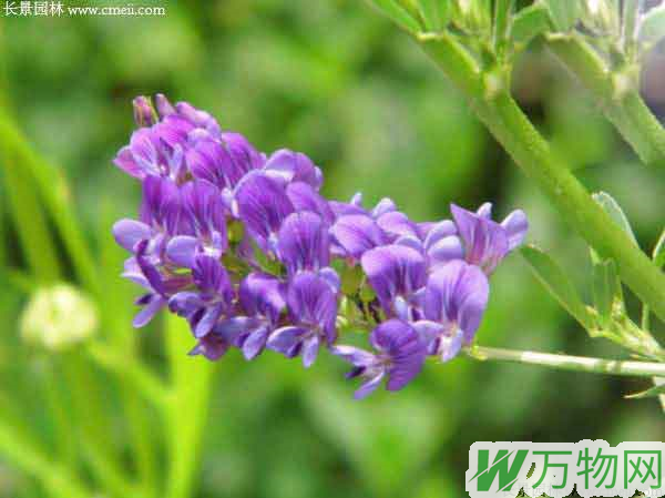 紫花苜蓿的价格是多少钱一斤？