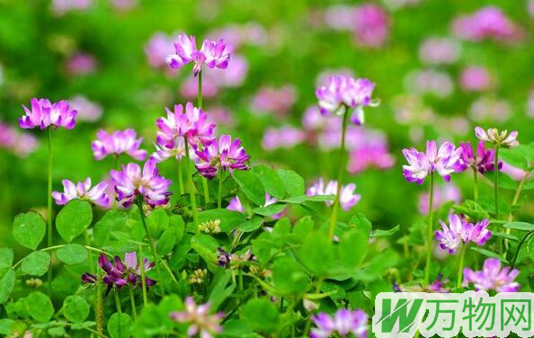 紫云英什么时候开花，紫云英花期多长/紫云英花语是什么