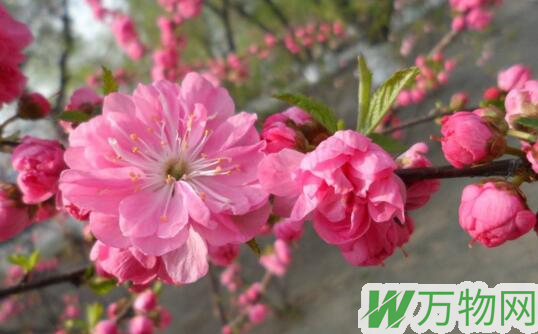 榆叶梅花语是什么，榆叶梅什么时候开花/先开花后长叶