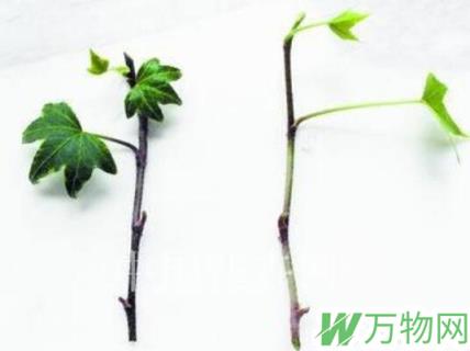 常春藤怎么繁殖，常春藤的繁殖方法/附常春藤扦插步骤