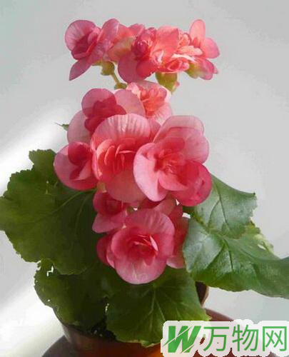 冬季可以观花的植物——丽格海棠