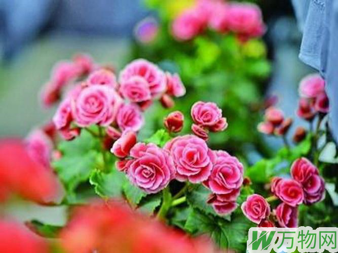 冬季可以观花的植物——丽格海棠