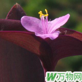 紫竹梅养殖方法   花语是什么