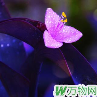 紫竹梅养殖方法   花语是什么