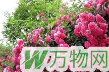 5月淄博中心城区蔷薇花将尽