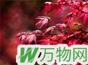 红枫种植技术之绿化管理的要求