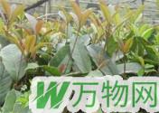桂花种植的快速繁殖技术