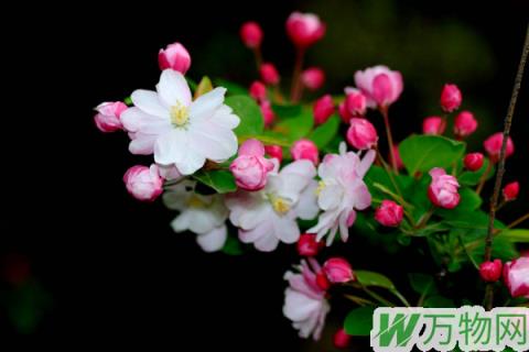 海棠花繁殖方法