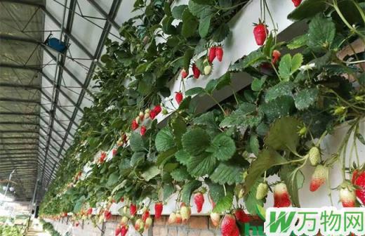 草莓立体种植技术